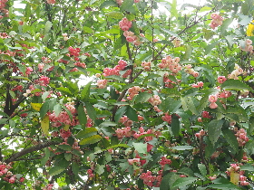 Nsii ä¸­å½å½å®¶æ æ¬èµæºå¹³å°