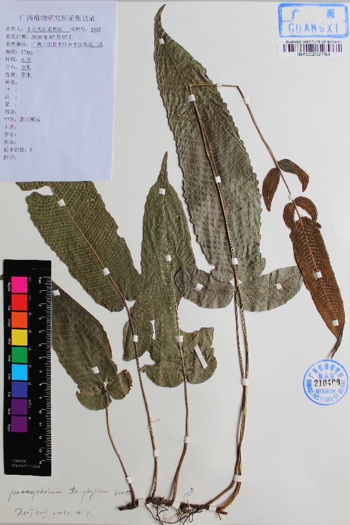 pronephrium triphyllum,thelypteridaceae,三羽新月蕨|id: 16428952