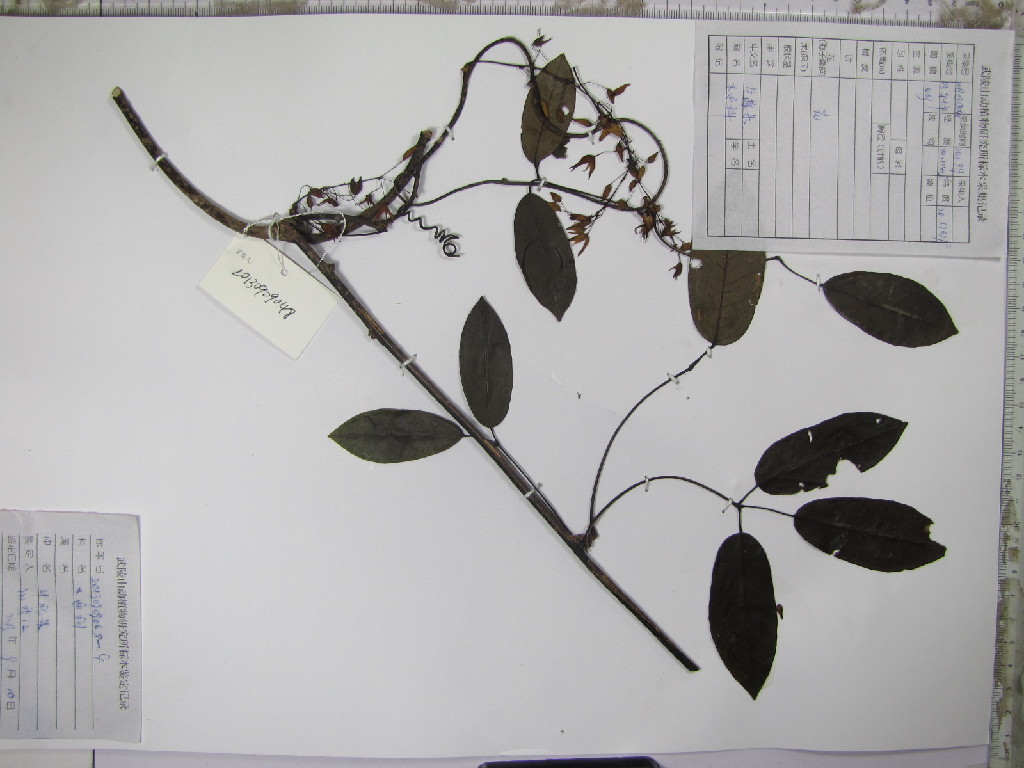 lardizabalaceae,牛藤果|id: 16622914 | 国家标本资源共享平台(nsii