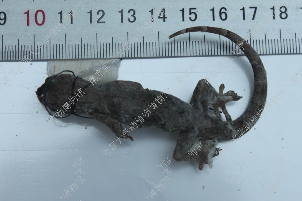 gekko hokouensis,gekkonidae,铅山壁虎|id: 16099454 | 国家标本资源