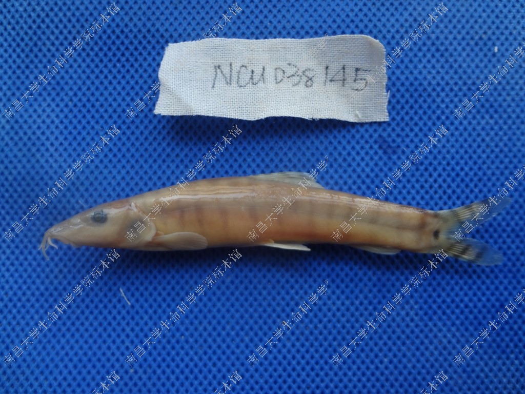 parabotia fasciata,cobitidae,花斑副沙鳅|id: 15252131 | 国家标本