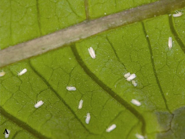 文章关键词  烟粉虱,q型生物型,西藏,新记录,形态特征,分子鉴定 doi